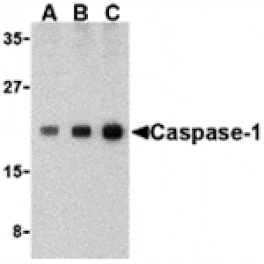 Western blot - Caspase-1 Antibody from Signalway Antibody (24290) - Antibodies.com