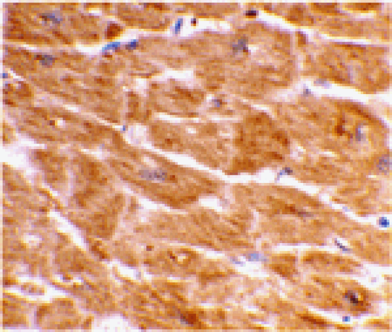 Immunohistochemistry - Caspase-1 Antibody from Signalway Antibody (24290) - Antibodies.com