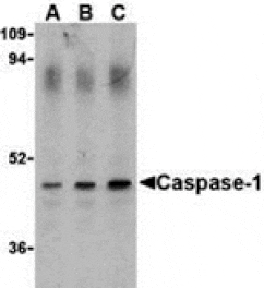 Western blot - Caspase-1 Antibody from Signalway Antibody (24291) - Antibodies.com