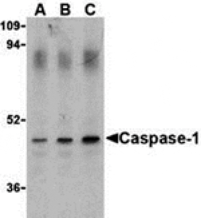 Western blot - Caspase-1 Antibody from Signalway Antibody (24291) - Antibodies.com