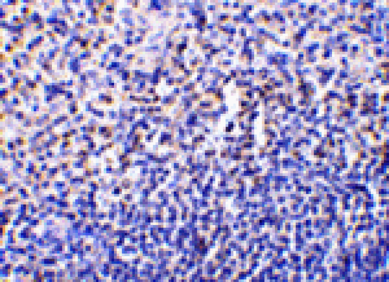 Immunohistochemistry - Caspase-1 Antibody from Signalway Antibody (24291) - Antibodies.com