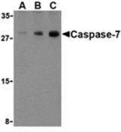 Western blot - Caspase-7 Antibody from Signalway Antibody (24292) - Antibodies.com