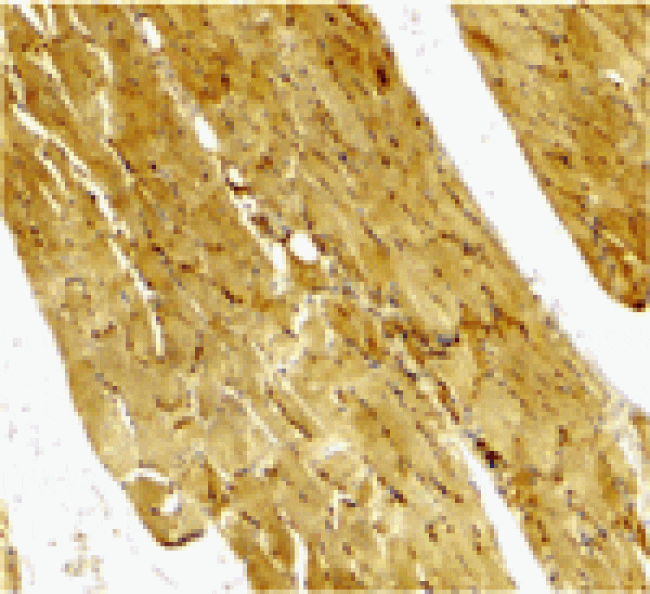 Immunohistochemistry - Caspase-7 Antibody from Signalway Antibody (24292) - Antibodies.com