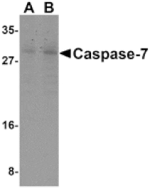 Western blot - Caspase-7 Antibody from Signalway Antibody (24293) - Antibodies.com