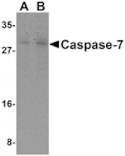 Western blot - Caspase-7 Antibody from Signalway Antibody (24293) - Antibodies.com