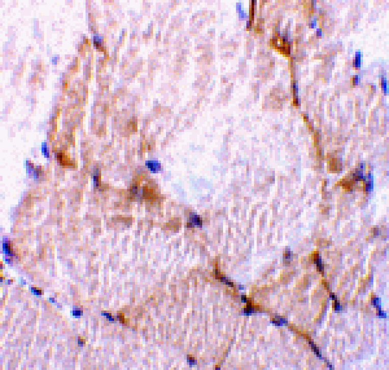 Immunohistochemistry - Caspase-7 Antibody from Signalway Antibody (24293) - Antibodies.com