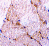 Immunohistochemistry - Caspase-7 Antibody from Signalway Antibody (24293) - Antibodies.com