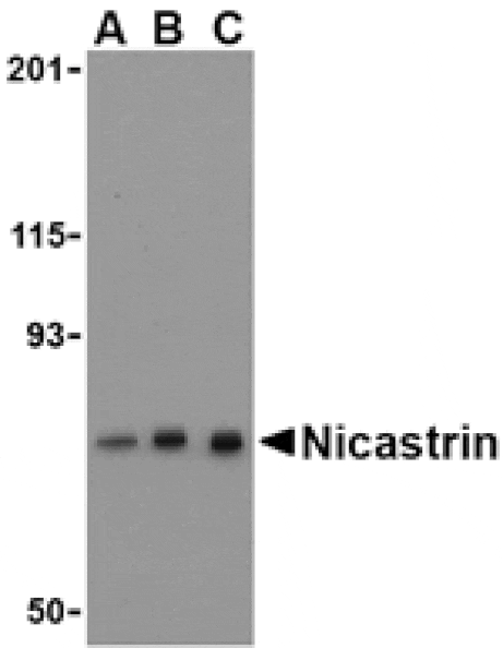 Western blot - Nicastrin Antibody from Signalway Antibody (24471) - Antibodies.com