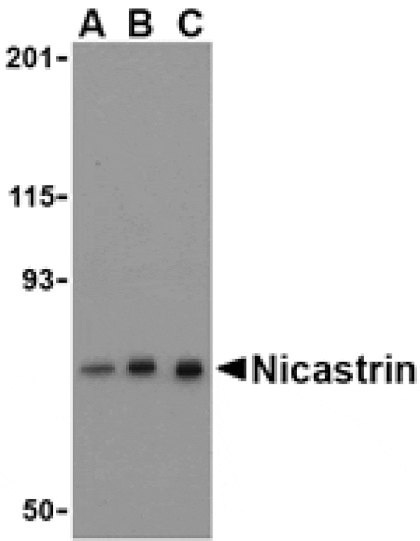 Western blot - Nicastrin Antibody from Signalway Antibody (24471) - Antibodies.com