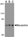 Western blot - Nicastrin Antibody from Signalway Antibody (24471) - Antibodies.com