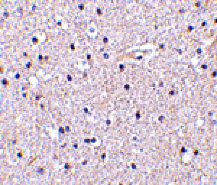 Immunohistochemistry - Nicastrin Antibody from Signalway Antibody (24471) - Antibodies.com