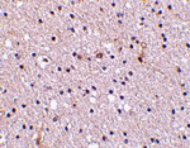 Immunohistochemistry - Nicastrin Antibody from Signalway Antibody (24472) - Antibodies.com