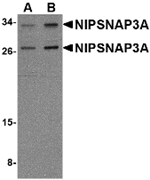 Western blot analysis of NIPSNAP3A in mouse brain tissue lysate with NIPSNAP3A antibody at (A) 0.5 and (B) 1 µg/mL.