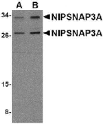 Western blot - NIPSNAP3A Antibody from Signalway Antibody (24805) - Antibodies.com