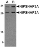 Western blot - NIPSNAP3A Antibody from Signalway Antibody (24805) - Antibodies.com