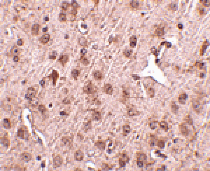 Immunohistochemistry - NIPSNAP3A Antibody from Signalway Antibody (24805) - Antibodies.com