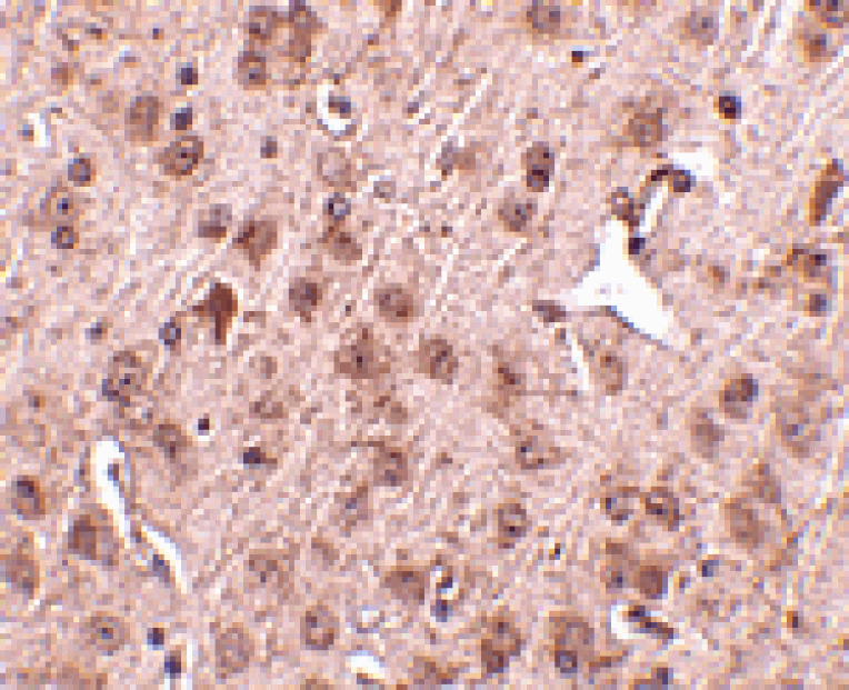 Immunohistochemistry - NIPSNAP3A Antibody from Signalway Antibody (24805) - Antibodies.com