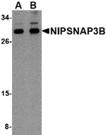 Western blot analysis of NIPSNAP3B in mouse brain tissue lysate with NIPSNAP3B antibody at (A) 1 and (B) 2 µg/mL.