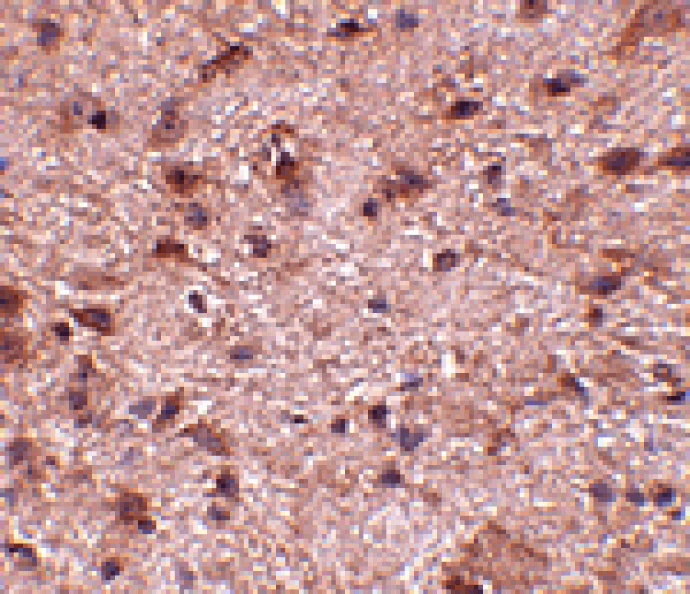 Immunohistochemistry - NIPSNAP3B Antibody from Signalway Antibody (24810) - Antibodies.com