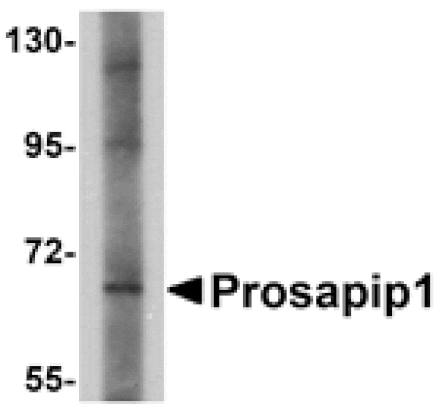 Western blot - Prosapip1 Antibody from Signalway Antibody (24968) - Antibodies.com