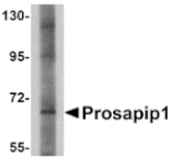 Western blot - Prosapip1 Antibody from Signalway Antibody (24968) - Antibodies.com