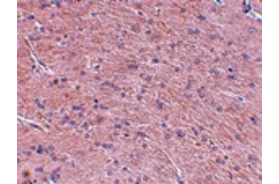 Immunohistochemistry - Prosapip1 Antibody from Signalway Antibody (24968) - Antibodies.com