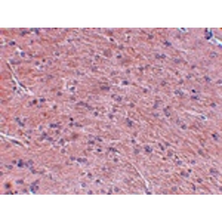 Immunohistochemistry - Prosapip1 Antibody from Signalway Antibody (24968) - Antibodies.com