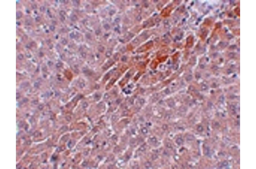 Immunohistochemistry - Prosapip2 Antibody from Signalway Antibody (24969) - Antibodies.com