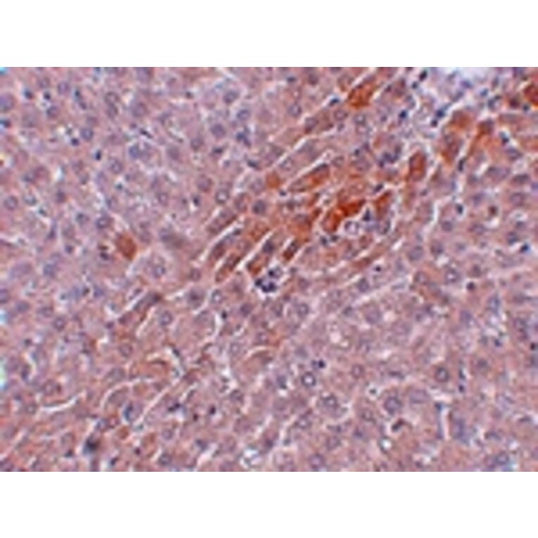 Immunohistochemistry - Prosapip2 Antibody from Signalway Antibody (24969) - Antibodies.com