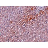 Immunohistochemistry - Prosapip2 Antibody from Signalway Antibody (24969) - Antibodies.com