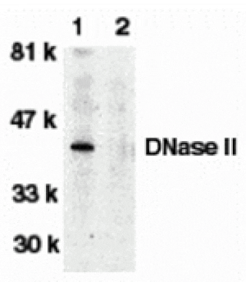 Western blot - DNase II Antibody from Signalway Antibody (24046) - Antibodies.com