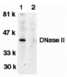 Western blot - DNase II Antibody from Signalway Antibody (24046) - Antibodies.com