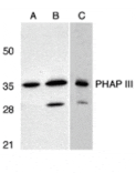 Western blot - PHAP III Antibody from Signalway Antibody (24196) - Antibodies.com