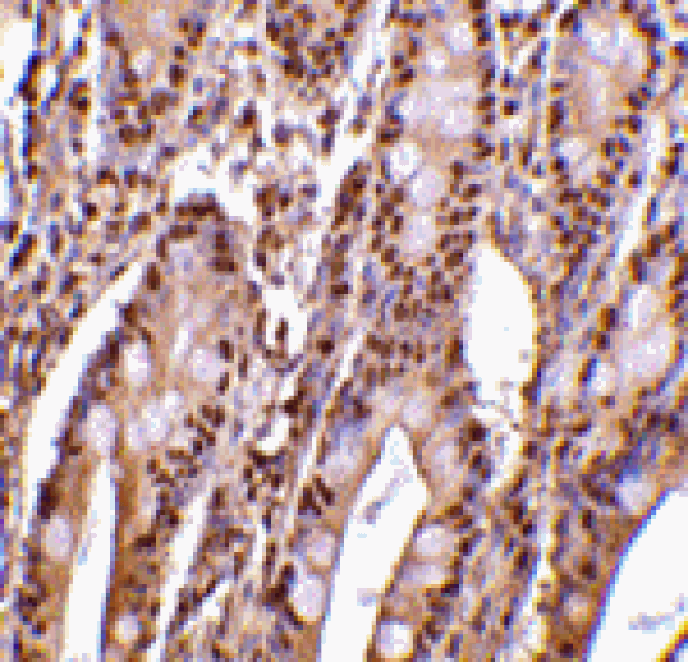 Immunohistochemistry - PHAP III Antibody from Signalway Antibody (24196) - Antibodies.com