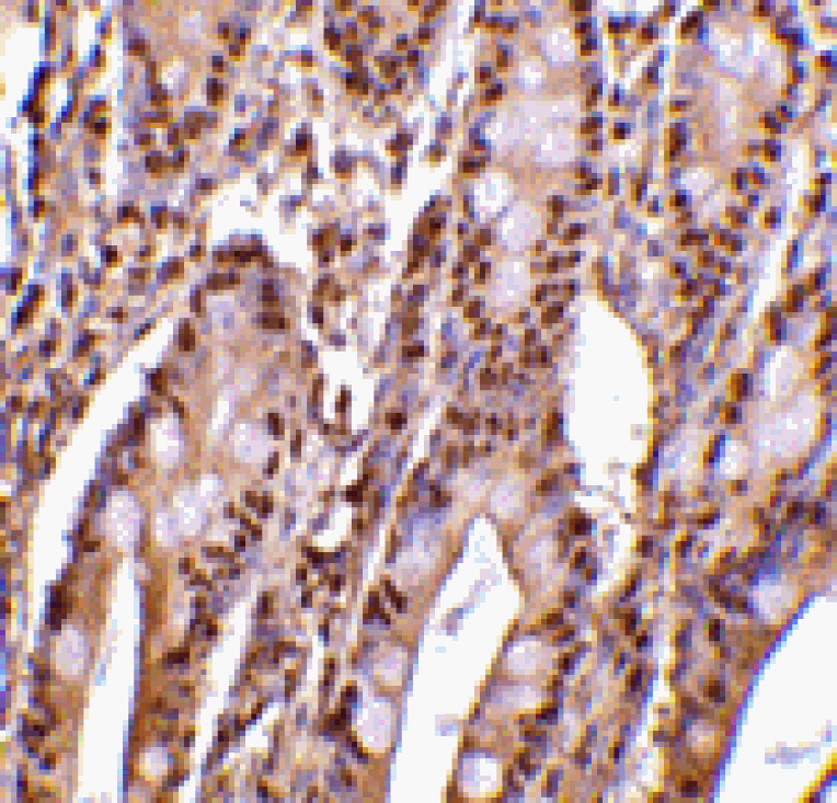 Immunohistochemistry - PHAP III Antibody from Signalway Antibody (24196) - Antibodies.com