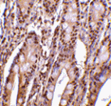 Immunohistochemistry - PHAP III Antibody from Signalway Antibody (24196) - Antibodies.com