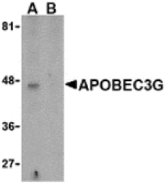 Western blot - APOBEC3G Antibody from Signalway Antibody (24227) - Antibodies.com