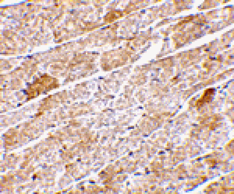 Immunohistochemistry - Neuritin Antibody from Signalway Antibody (24517) - Antibodies.com