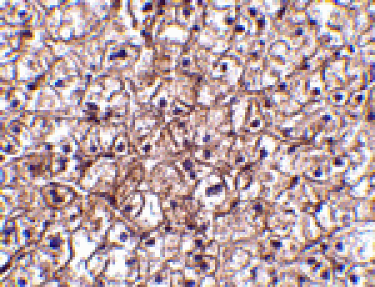 Immunohistochemistry - IFN-beta Antibody from Signalway Antibody (24540) - Antibodies.com