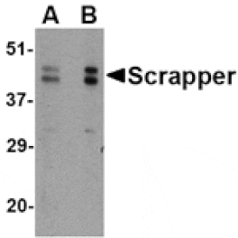 Western blot - SCRAPPER Antibody from Signalway Antibody (24625) - Antibodies.com