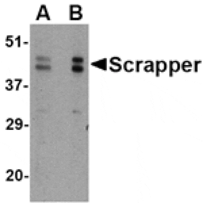 Western blot - SCRAPPER Antibody from Signalway Antibody (24625) - Antibodies.com