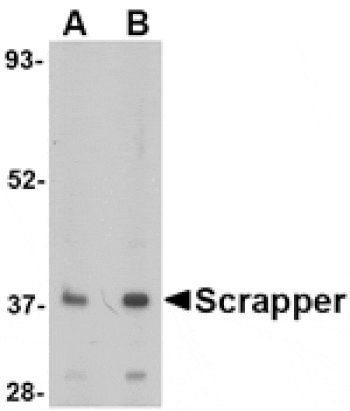 Western blot - SCRAPPER Antibody from Signalway Antibody (24626) - Antibodies.com