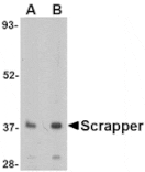 Western blot - SCRAPPER Antibody from Signalway Antibody (24626) - Antibodies.com