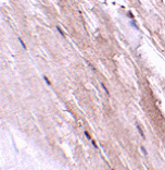 Immunohistochemistry - NIPSNAP2 Antibody from Signalway Antibody (24803) - Antibodies.com