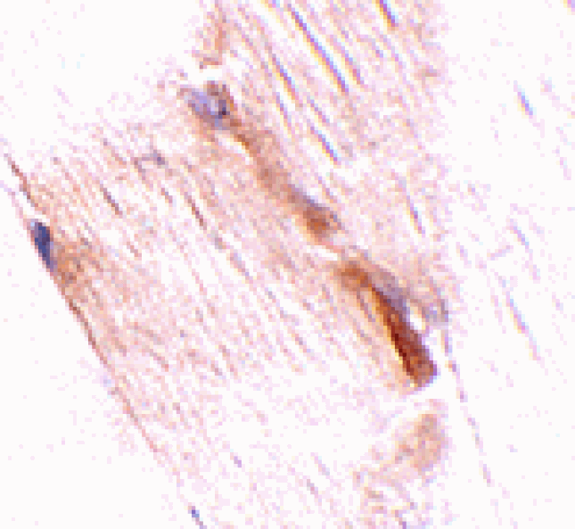 Immunohistochemistry - NIPSNAP2 Antibody from Signalway Antibody (24808) - Antibodies.com
