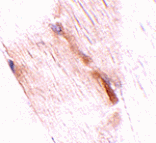 Immunohistochemistry - NIPSNAP2 Antibody from Signalway Antibody (24808) - Antibodies.com