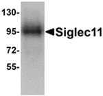 Western blot analysis of Siglec11 in HepG2 cell lysate with Siglec11 antibody at 1 µg/mL.