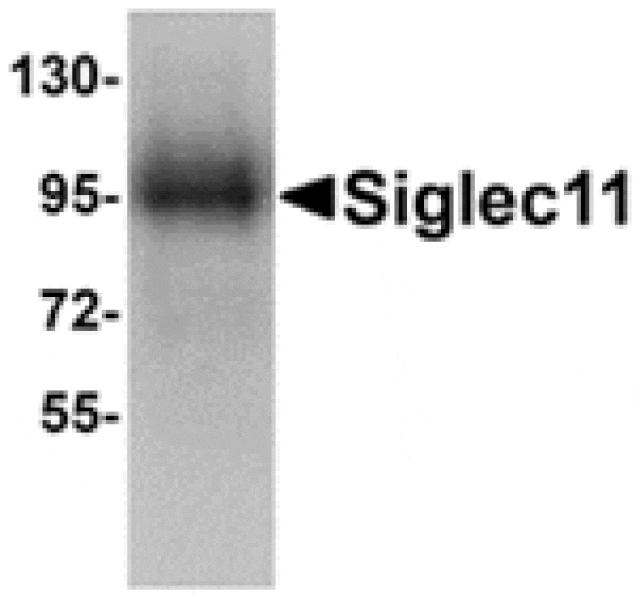 Western blot - Siglec11 Antibody from Signalway Antibody (24887) - Antibodies.com