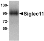 Western blot - Siglec11 Antibody from Signalway Antibody (24887) - Antibodies.com