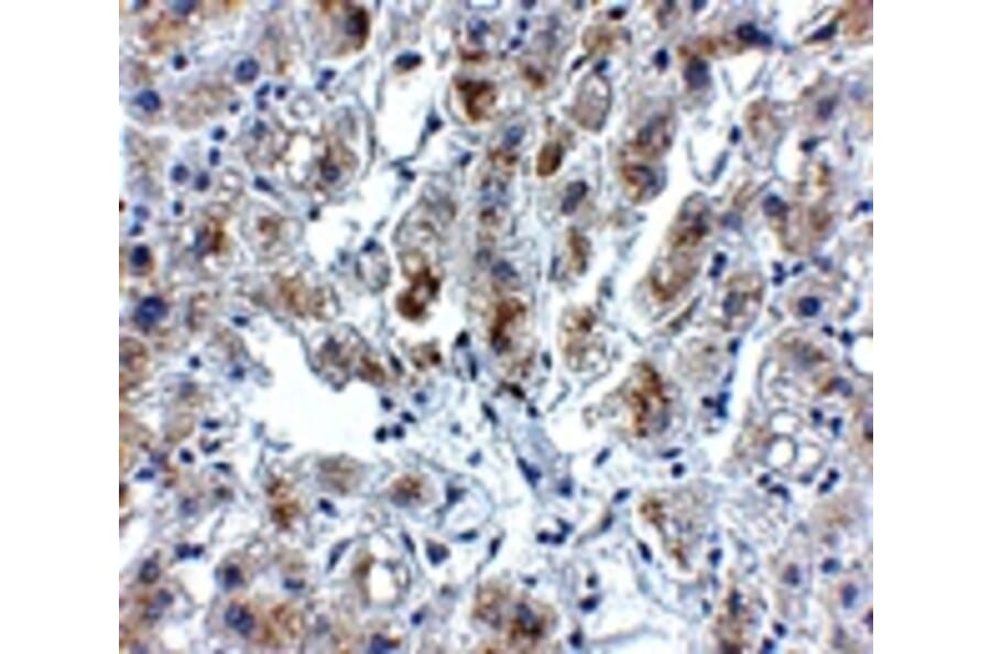 Immunohistochemistry - Siglec11 Antibody from Signalway Antibody (24887) - Antibodies.com
